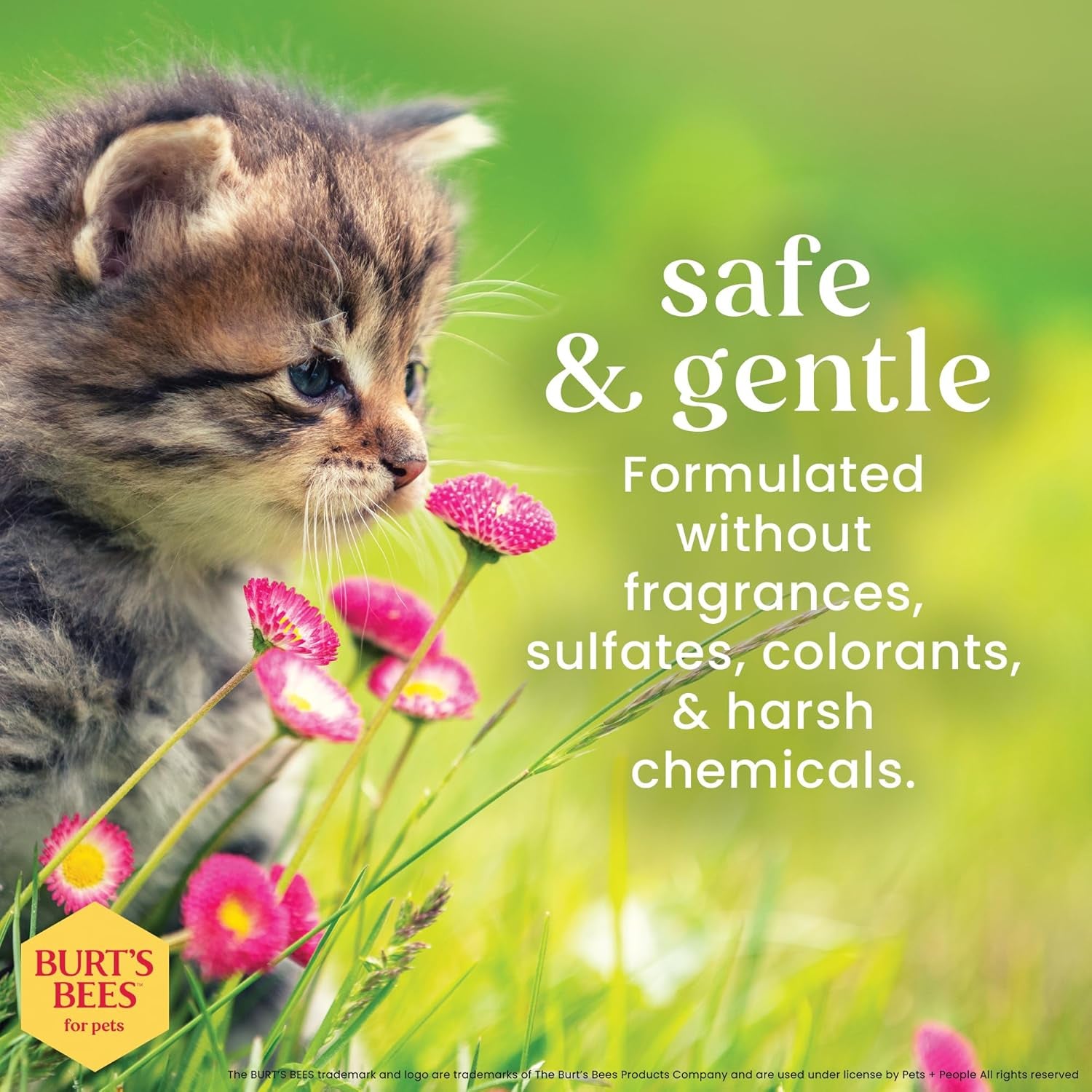 Burt'S Bees for Pets Tearless Kitten Shampoo with Buttermilk and Honey, 99% Natural Origin Gentle Cat Shampoo for Sensitive and Itchy Skin, Ph Balanced and Fragrance-Free, 10 Fl Oz