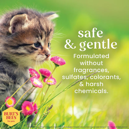 Burt'S Bees for Pets Tearless Kitten Shampoo with Buttermilk and Honey, 99% Natural Origin Gentle Cat Shampoo for Sensitive and Itchy Skin, Ph Balanced and Fragrance-Free, 10 Fl Oz